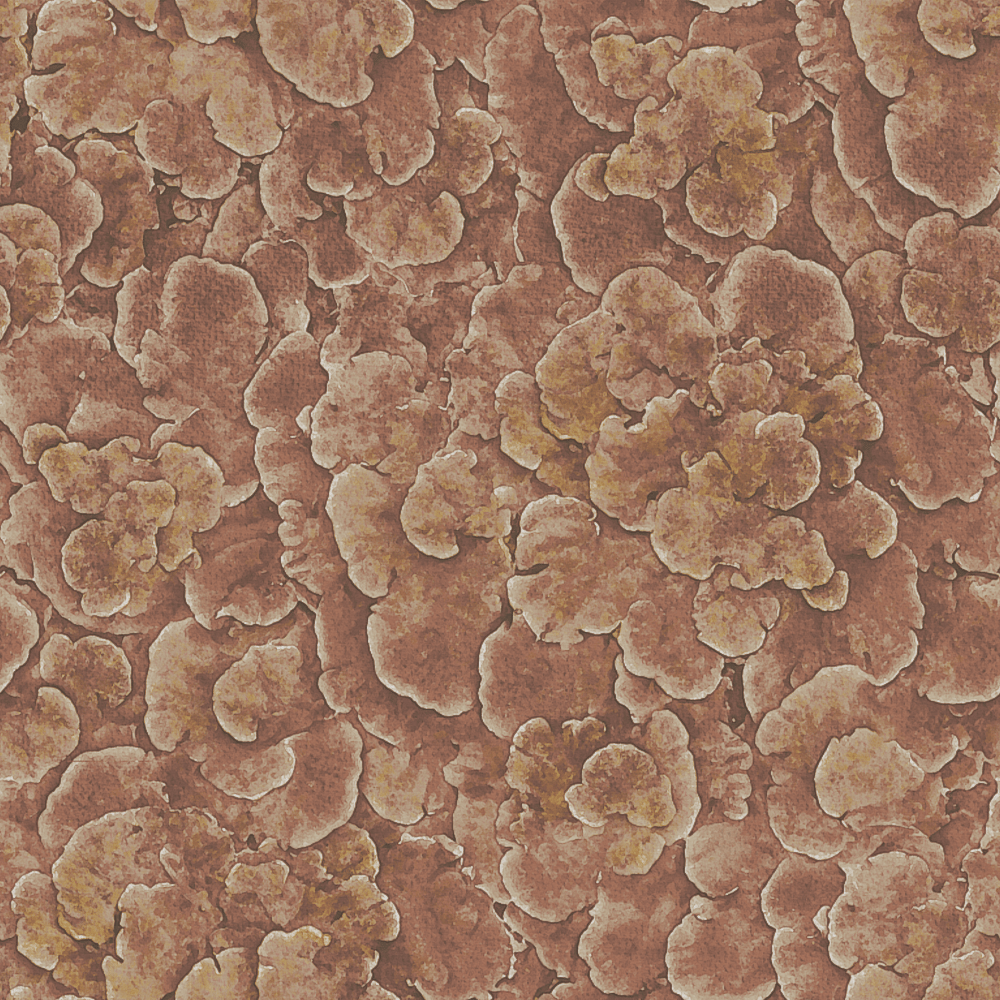 Corals Rosy