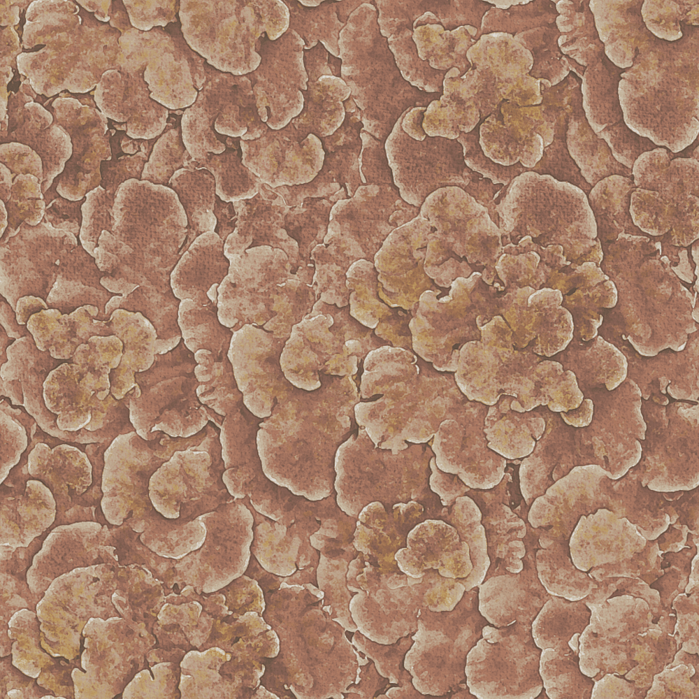 Corals Rosy